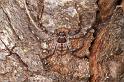 Holconia_insignis_D7823_Z_89_North Stradbroke island_Australie